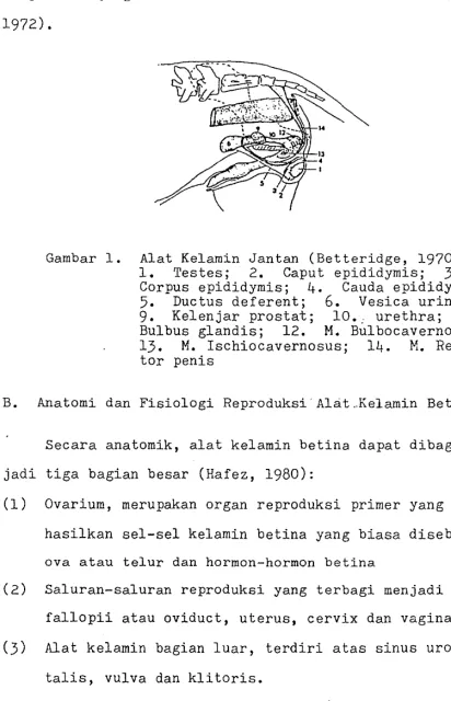 Gambar 1. A1at Ke1amin Jantan (Betteridge, 1970) 3. 