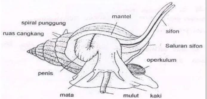 Gambar 1.  Gambar 1 Morfologi Keong Macan. (Kozloff, 1990 ) 