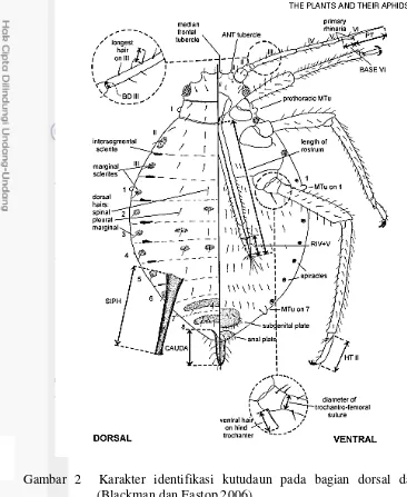 Gambar 2  Karakter identifikasi kutudaun pada bagian dorsal dan ventral (Blackman dan Eastop 2006) 