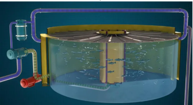 Gambar 2.5 Sistem Pengeluaran Zat Amonia Ikan  Sumber: (Havyard, 2015) 