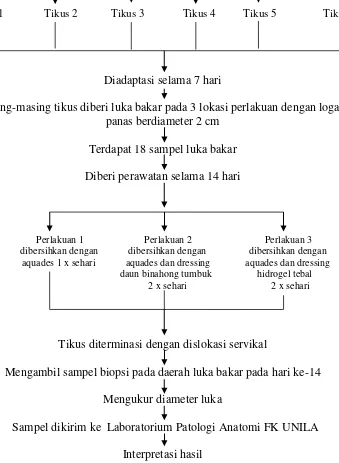 Gambar 11. Diagram alur penelitian luka bakar derajat II 