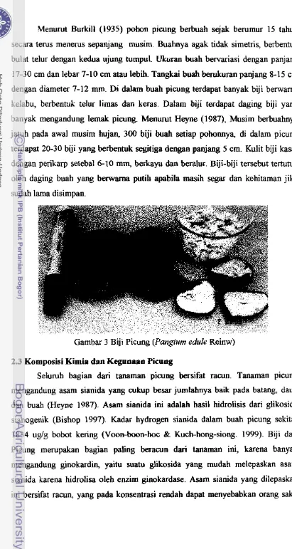 Gambar 3 Biji Picung (Pangium edule Reinw) 