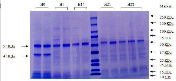 Gambar 6 Profil SDS-PAGE protein sarkoplasmik pada sosis fermentasi dengan penambahan L