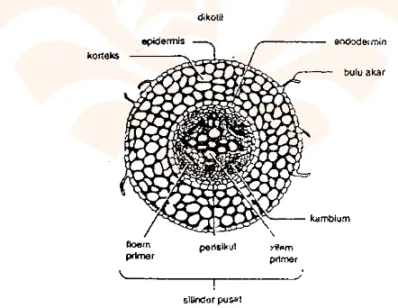Gambar 2.4.1 Struktur penampang melintang akar tanaman dikotil 