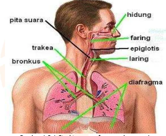 Gambar 1.3.1 Struktur pernafasan pada manusia sumber: http://dedisetiawan.com/mengenal-sistem-pernafasan-pada-manusia 