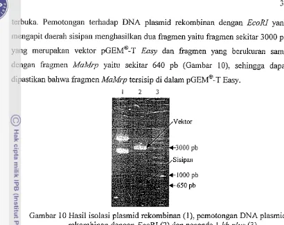 Gambar 10 Hasil isolasi plaslnid rekombinan (I), pernotongan DNA plasmid 