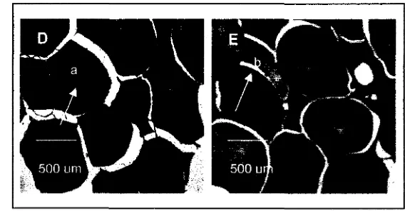 Gambar 6a. Stadium oosit ikan balashark hasil preparat histologi; A: Stadium II, oosit mulai berkembang ukurannya, sitoplasma bertambah besar, inti ungu terang dengan pewamaan, dan terletak di tengah sel, oosit dilapisi oleh satu lapis epitel (d)