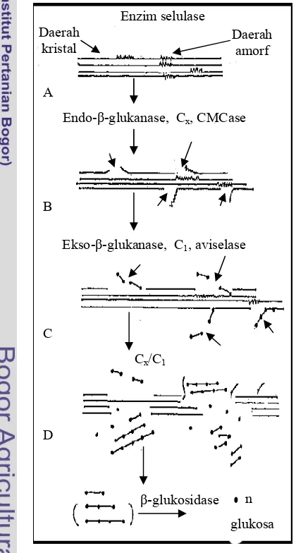 Gambar 1  Skema tahap-tahap pemecahan selulosa 