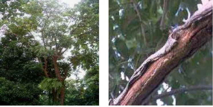 Gambar 1. Pohon dan kulit batang kedondong 