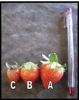 Gambar 6.  Klasifikasi Buah Stroberi di Vin’s Berry Park. A. Medium  Kecil B. Kecil C