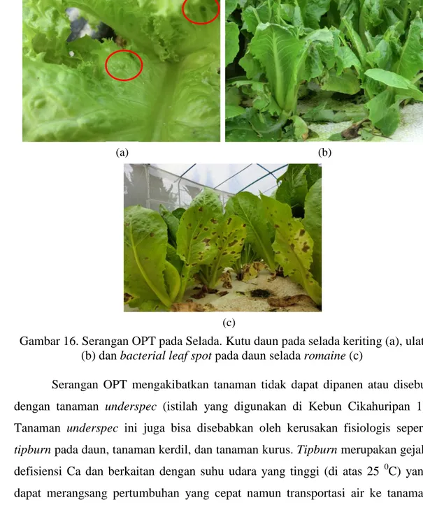 Gambar 16. Serangan OPT pada Selada. Kutu daun pada selada keriting (a), ulat  (b) dan bacterial leaf spot pada daun selada romaine (c) 