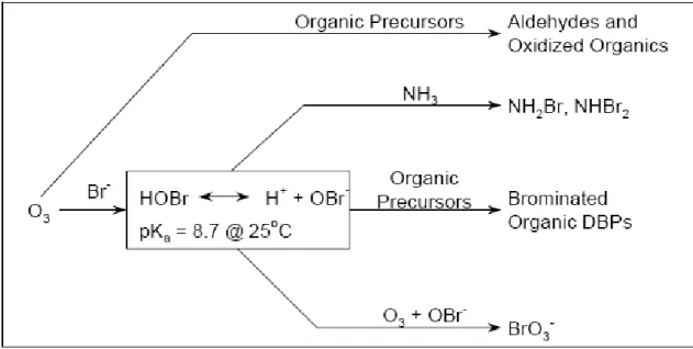 Gambar II.3. Skema pembentukan produk samping desinfeksi dengan ozon      (USEPA,1999) 