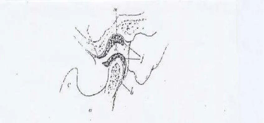 Gambar Anatomi Sendi Temporomandibula 