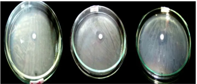 Gambar  1.  Grafik  pertumbuhan  sel  biofilm  pada stainless steel 