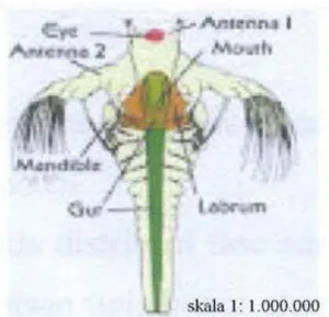 Gambar 3. Larva Artemia. salina  (Sumber : Hanif 2012) 