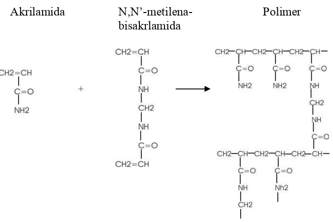 Gambar 4. Reaksi Polimerisasi Polyacrylamide 