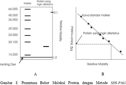 Gambar 8. Penentuan Bobot Molekul Protein dengan Metode SDS-PAGE.             (A) Separasi Standar Marker dan Protein yang Ingin Diketahui
