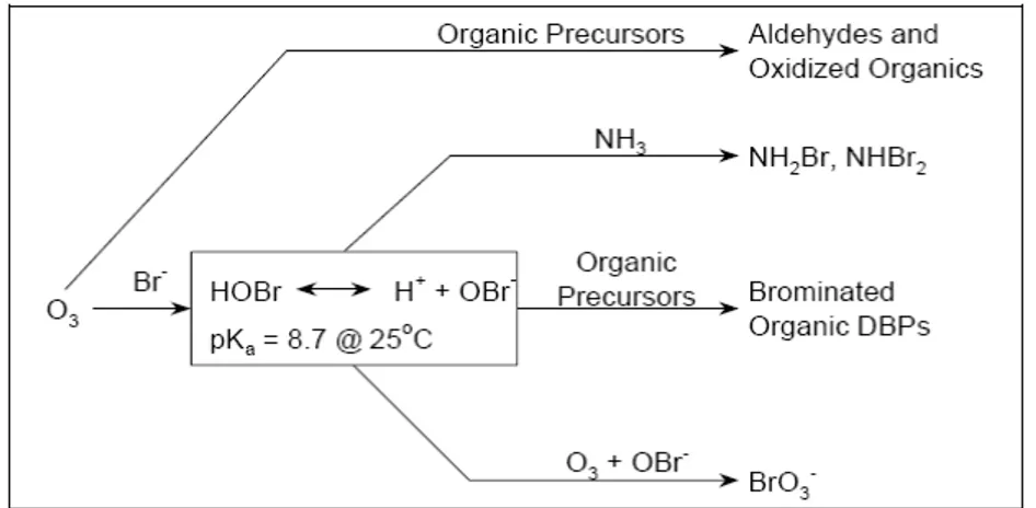 Gambar 1.  Skema pembentukan produk samping desinfeksi dengan ozon (USEPA, 1999) 