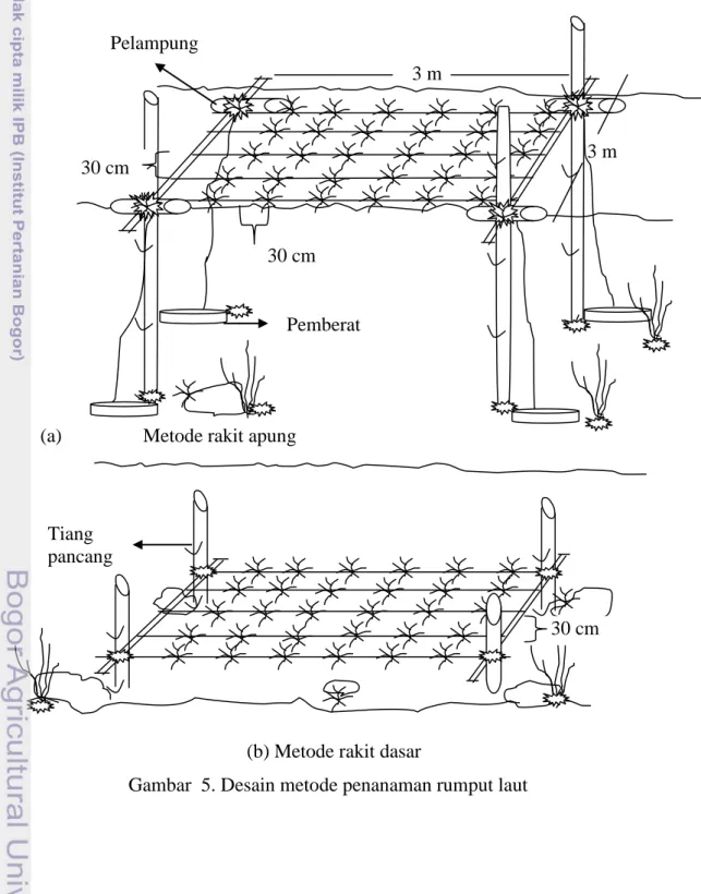 Gambar  5. Desain metode penanaman rumput laut    Tiang pancang  30 cm Pemberat Pelampung 3 m 30 cm  3 m 30 cm 