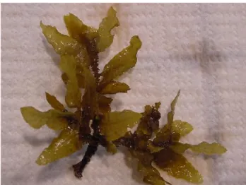 Gambar I.2. Sargassum Algae [Reefcorner, 2009] 