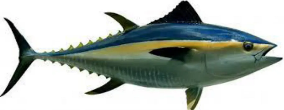 Gambar 2.1. Ikan Madidihang  (Thunnus albacares ) 