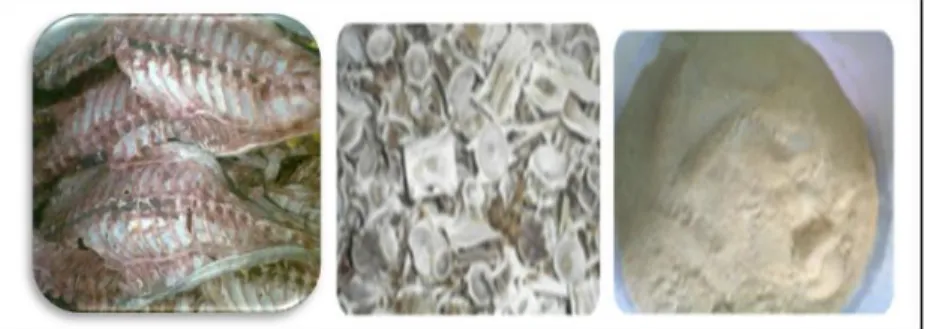 Gambar 2.2. Tulang ikan madidihang ( Thunnus albacares  )  Sumber : Talib, 2014.