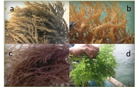 Gambar 2.1  Rumput laut  K. alvarezii: a) Karimun Jawa, b) Madura, c) Maumere,  dan d) Sulawesi Selatan 
