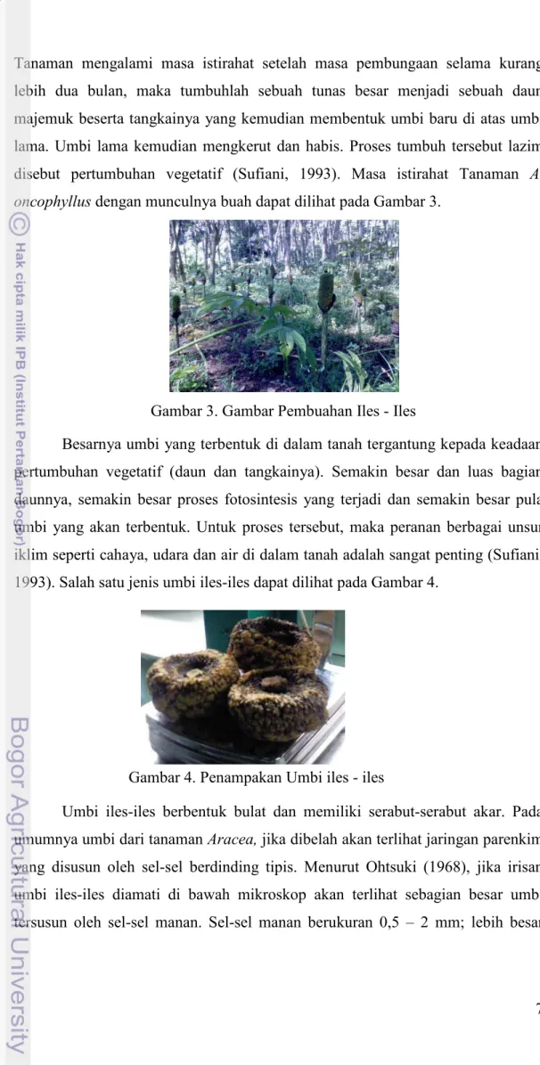 Gambar 3. Gambar Pembuahan Iles - Iles 