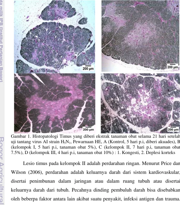 Gambar 1. Histopatologi Timus yang diberi ekstrak tanaman obat selama 21 hari setelah  uji tantang virus AI strain H 5 N 1 , Pewarnaan HE, A (Kontrol, 5 hari p.i, diberi akuades), B  (kelompok I, 5 hari p.i, tanaman obat 5%), C (kelompok II, 7 hari p.i, ta