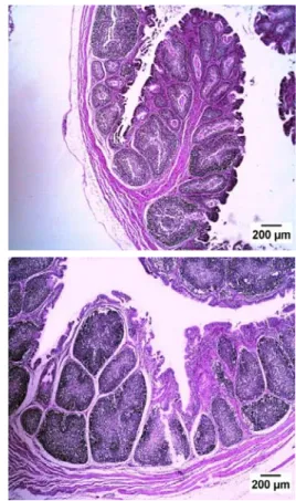 Gambar 1. Histopatologi bursa Fabricius yang diberi ekstrak tanaman obat selama 21 hari  setelah uji tantang virus AI strain H 5 N 1 , Pewarnaan HE, A (Kontrol, 5 p.i, diberi  akuades), B (kelompok I, 5 hari p.i, tanaman obat 5%), C (kelompok II, 7 hari p.