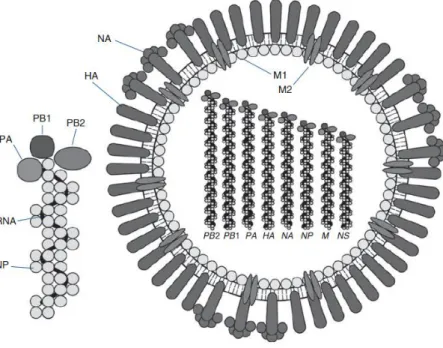 Gambar 1  Struktur virus influenza (Haaheim 2010). 