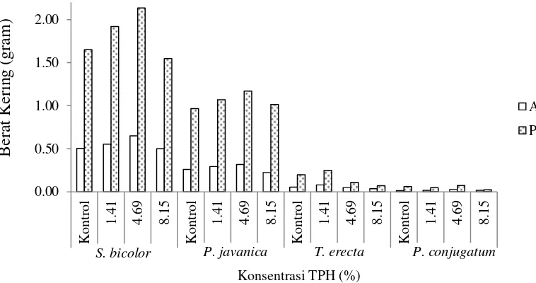 Gambar 6 Berat kering Konsentrasi TPH (%) S. bicolor, P. javanica, T. erecta, P. conjugatum 