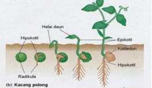 Gambar 3. Perkecambahan secara hipogeal (Campbell et al., 2000: 