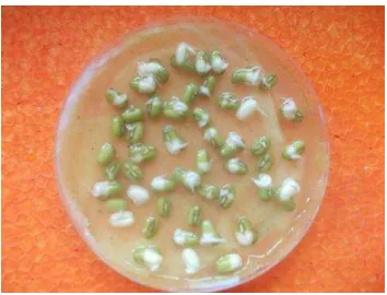 Gambar 9. Penampakan biji kacang hijau setelah satu hari dikecambahkan (Koleksi Pribadi, 2014)