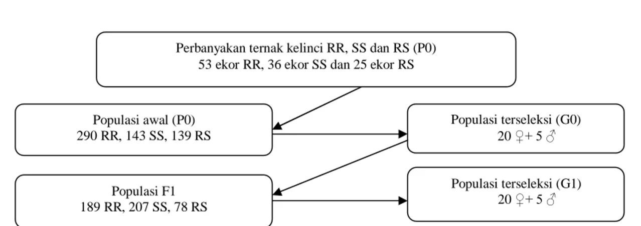 Tabel 1. Jumlah kelinci RR, SS dan RS yang diamati pada populasi dasar dan turunan hasil seleksi F1 