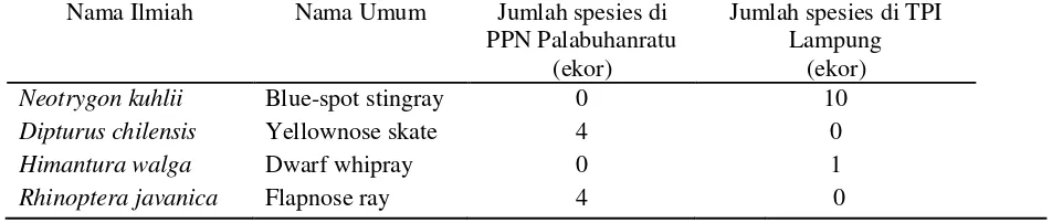 Tabel 1 Hasil identifikasi DNA pari yang didaratkan di PPN Palabuhanratu 