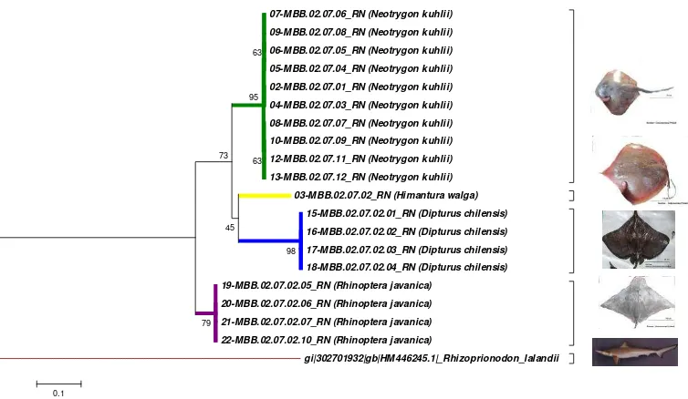 Gambar 3 Rekonstruksi pohon filogenetik DNA pari yang didaratkan di PPN Palabuhanratu dan TPI Lampung 