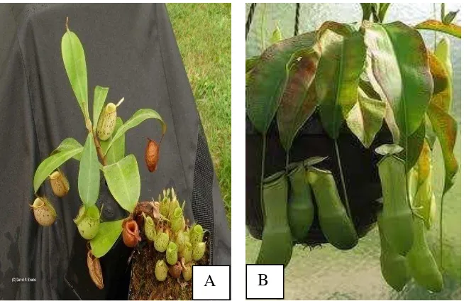 Gambar 1.  A: Nepenthes ampullaria dan B: Nepenthes mirabilis. Sumber:  A= http://www.rci.rutgers.edu, B= http://www.golatofski.de