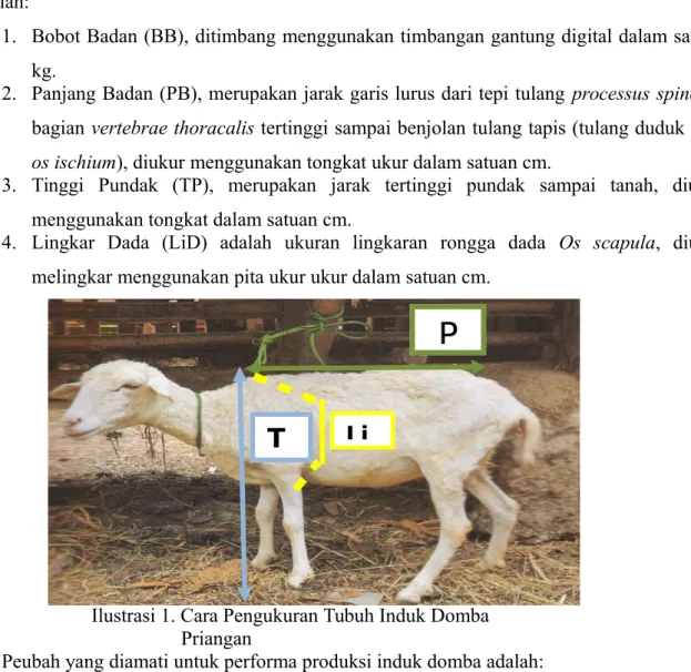 Ilustrasi 1. Cara Pengukuran Tubuh Induk Domba       Priangan