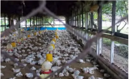 Gambar  12.  Kandang Sapi Perah Koloni 