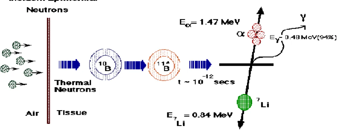 Gambar 1. Reaksi Boron-10 dan neutron termal (MIT, 2008). 