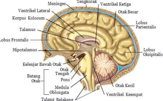 Gambar 4 . Struktur Jaringan Otak (Sridianti, 2015) 