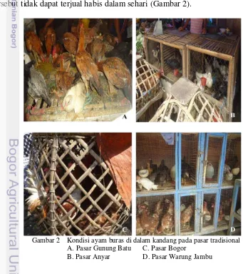 Tabel 1  Rata-rata jumlah kutu pada ayam buras di beberapa pasar tradisional Kota Bogor 