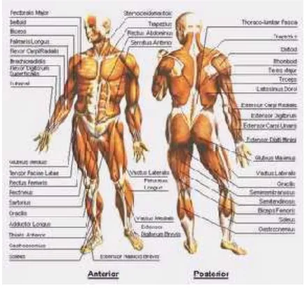 Gambar 1. Anatomi tubuh manusia (Snell, 2005)