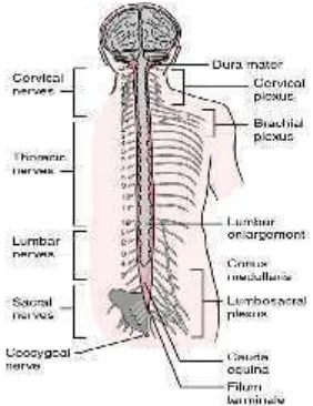 Gambar 2. Anatomi tulang belakang (Snell, 2005)