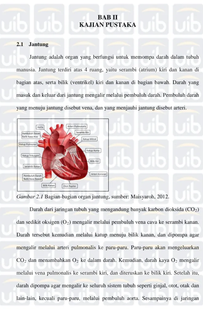 Gambar 2.1 Bagian-bagian organ jantung, sumber: Maisyaroh, 2012. 