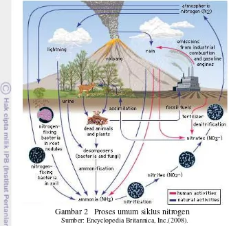 Gambar 2 Proses umum siklus nitrogen 