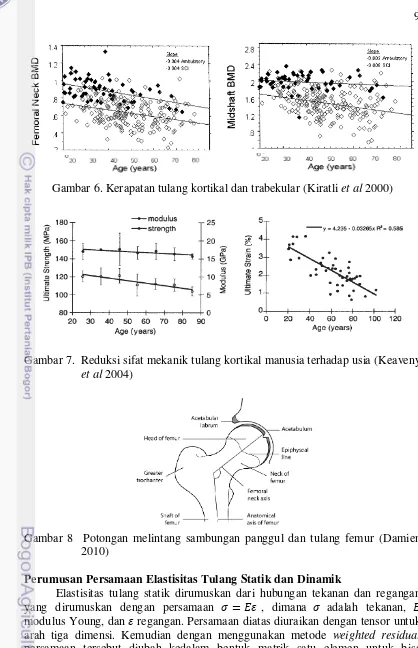 Gambar 6. Kerapatan tulang kortikal dan trabekular (Kiratli et al 2000) 