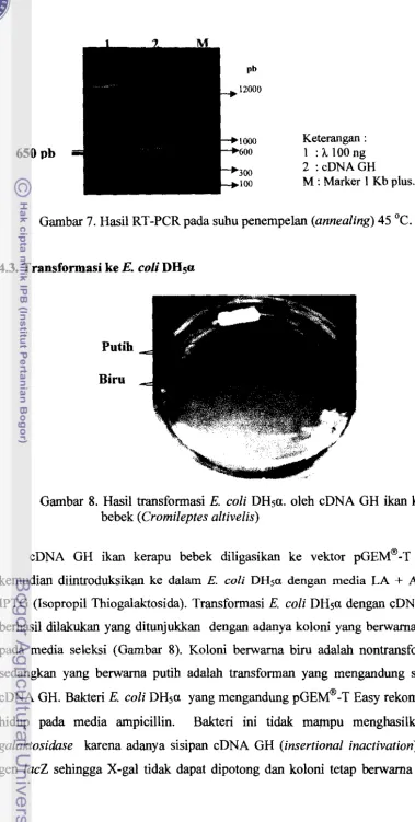 Gambar 7. Hasil RT-PCR pada suhu penempelan (annealing) 45°C. 