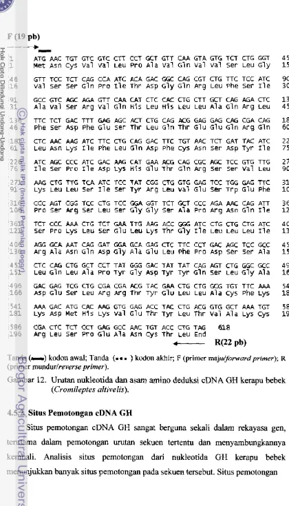 Gambar 12. Urutan nukleotida dan asam amino deduksi eDNA GH kerapu bebek 